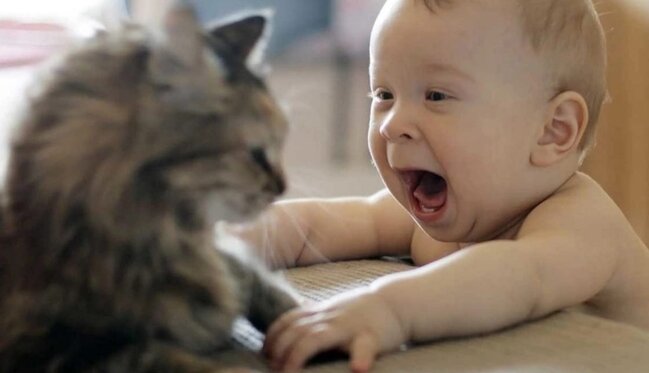 Azərbaycanda təsirli hadisə - Pişik uşağı ölümdən xilas etdi