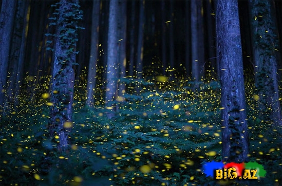 Təbiətin ən gözəl mənzərəsi. Heyvanların köçü - FOTO