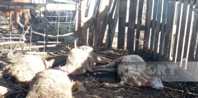 Kürdəmirdə canavarlar kəndə hücumu etdi (FOTO)