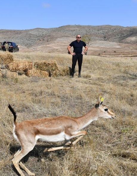 Cəbrayıl rayonu ərazisinə 18 ceyran buraxılıb - YENİLƏNİB + FOTO