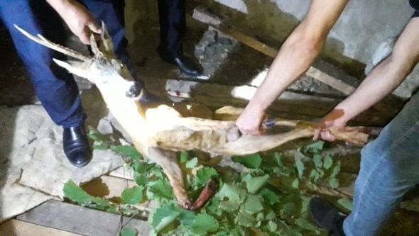 Qubada yaralı cüyür xilas edildi - FOTO