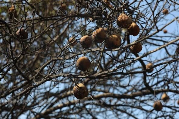 Şabranın bəzi kəndlərində yanğınlar söndürüldü - FOTO