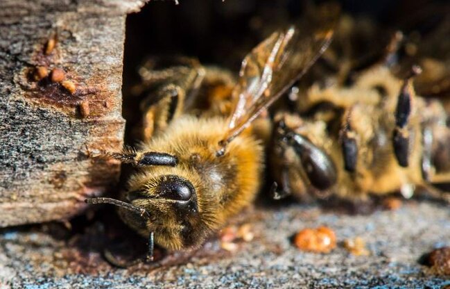 Arılar kütləvi şəkildə ölür - DÜNYANIN SONU YAXINLAŞIR - VİDEO