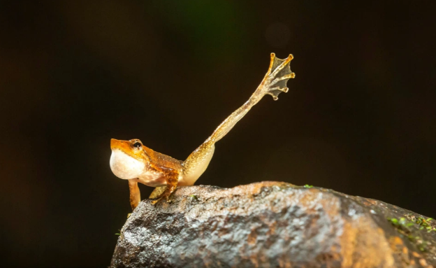 Bu qurbağanın gülməli 