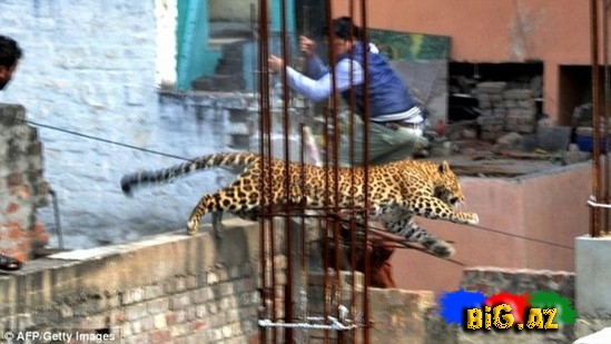 Hindistanda xəstəxanada leopard dəhşəti - FOTO