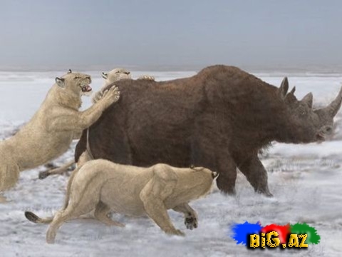 Dünyanın nəsli tükənən 10 möhtəşəm heyvanı - FOTO