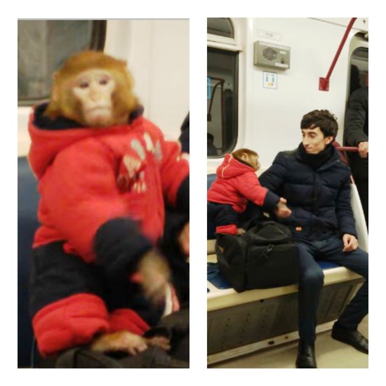 Meymun Bakı metrosunu bir-birinə qatdı - VİDEO