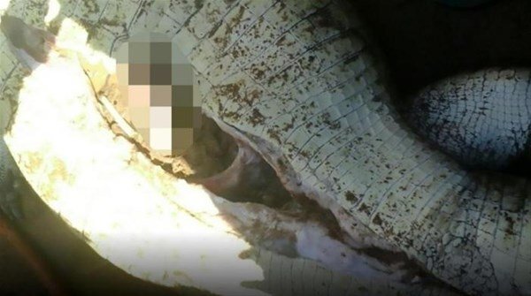 Şok: İtkin düşən uşağın cəsədinin qalıqları timsahın qarnından çıxdı (+18 FOTO )