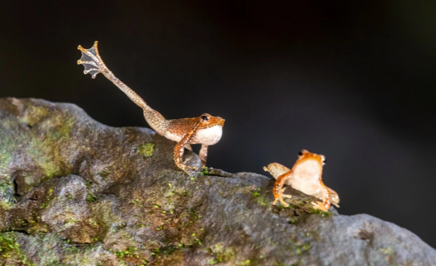 Bu qurbağanın gülməli 