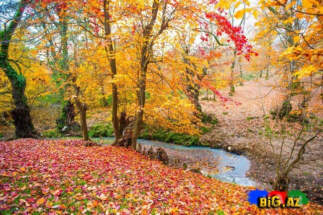 Lənkəranın zəfər ətirli qızılı payızından FOTOREPORTAJ