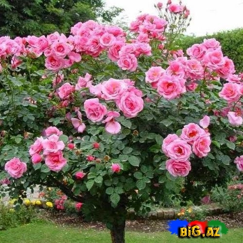 Gülün faydaları - FOTO