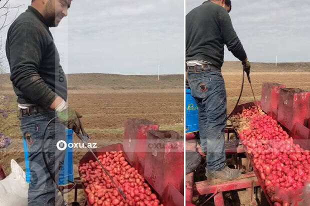 Toxumluq kartofu qırmızı rəngə boyayan fermer: "Dərmanın effektini görmürük" - VİDEO