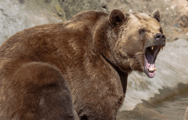 Qonur ayı 66 inəyi parçaladı