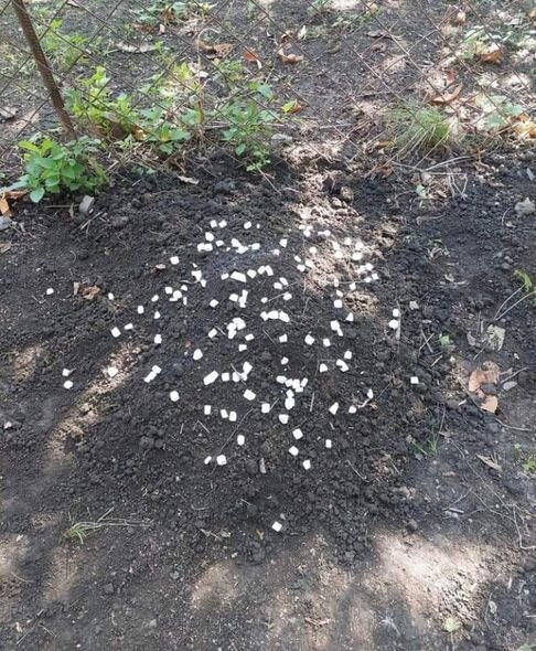 DİN-dən itin şəkər yediyi üçün döyülərək öldürülməsi ilə bağlı AÇIQLAMA - FOTO