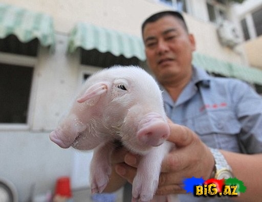 Çində ikibaşlı donuz-FOTO+VİDEO