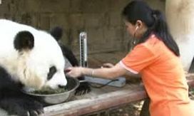Uzunömürlü panda yubileyə hazırlaşır