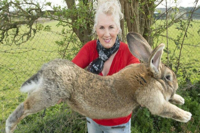 Dünyanın ən böyük dovşanı qaçırıldı-Tapana mükafat vəd edilib