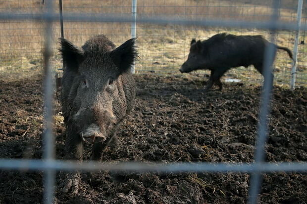 ABŞ Kanadanın qlobal fəlakətə səbəb olacaq donuzlarından qorxuya düşdü