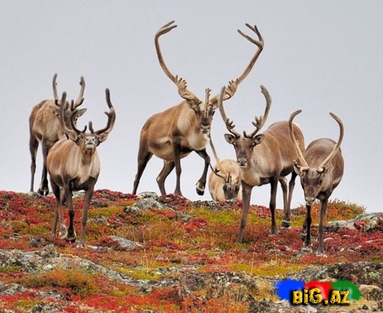 Təbiətin ən gözəl mənzərəsi. Heyvanların köçü - FOTO