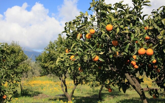 Azərbaycanda şaftalı bağlarının sığortalanmasına başlanılır