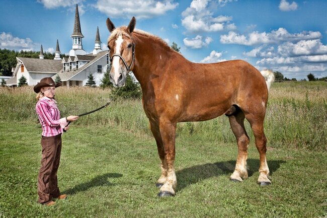 Dünyanın ən hündür atı öldü - FOTO