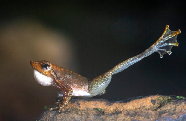 Bu qurbağanın gülməli 