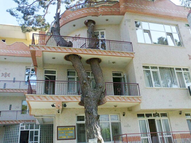 Bu memarlar ağacları kəsmədən ev tikiblər - FOTOLAR