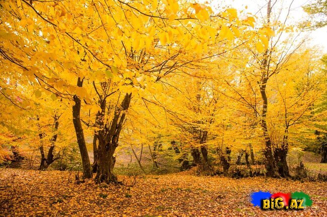 Lənkəranın zəfər ətirli qızılı payızından FOTOREPORTAJ