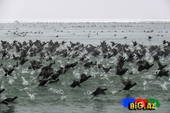 Təbiətin ən gözəl mənzərəsi. Heyvanların köçü - FOTO