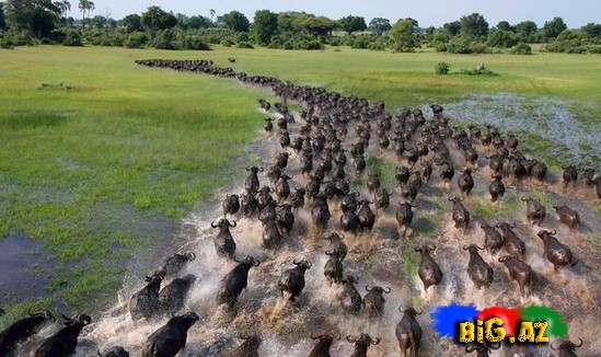 Təbiətin ən gözəl mənzərəsi. Heyvanların köçü - FOTO