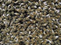 Çimərliik "işğal edildi"- 10 min arı