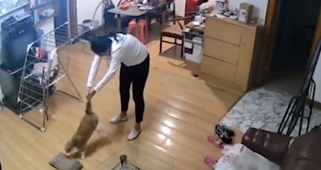 Bu görüntülər hər kəsi dəhşətə gətirir - Qadın pişiyə işgəncə verdi - VİDEO