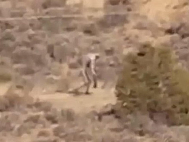 Dünyanın ən qorxulu canlısı göründü - VİDEO