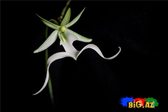 Ən bahalı güllər