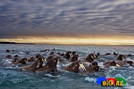Təbiətin ən gözəl mənzərəsi. Heyvanların köçü - FOTO