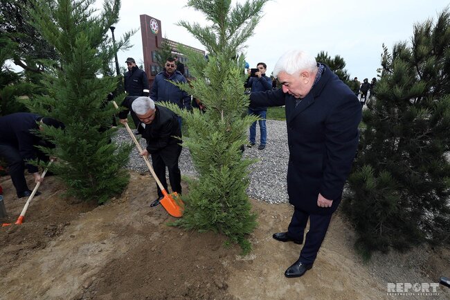 SOCAR rəhbərliyi həlak olmuş və itkin düşmüş neftçilərin xatirəsinə 33 ağac əkib