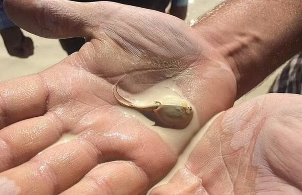 Öz saatlarını gözləyirdilər: Fəlakət yüzlərlə üçgözlü dinozavr-krevetini oyandırdı - FOTO