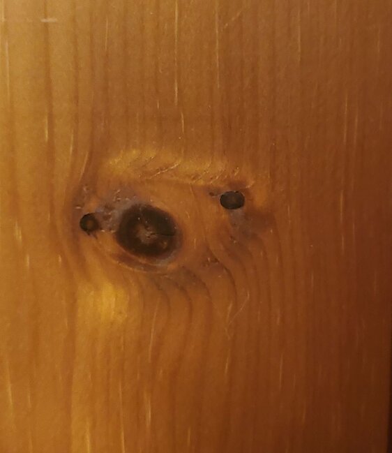 Dünyanın hər yerindən olan insanlar öz evlərində "yadplanetlilər"i görməyə başlayıblar - FOTOLAR