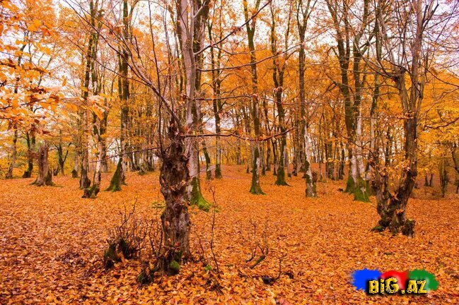 Lənkəranın zəfər ətirli qızılı payızından FOTOREPORTAJ