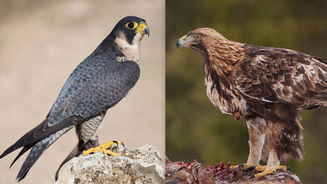 Havada saatda 300 km-dən çox sürət: Ən sürətli quşlar hansılardır?