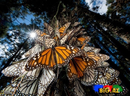 Təbiətin ən gözəl mənzərəsi. Heyvanların köçü - FOTO