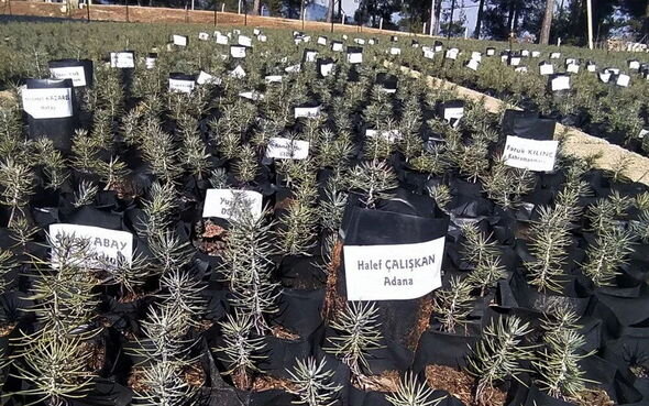 Zəlzələdə həyatını itirənlərin adları fidanlarda yaşadılacaq - FOTO