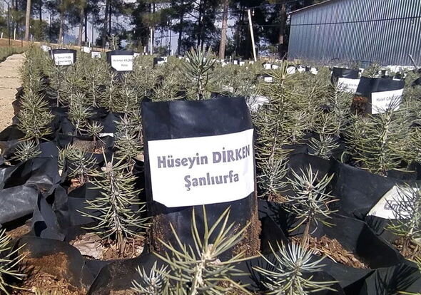 Zəlzələdə həyatını itirənlərin adları fidanlarda yaşadılacaq - FOTO