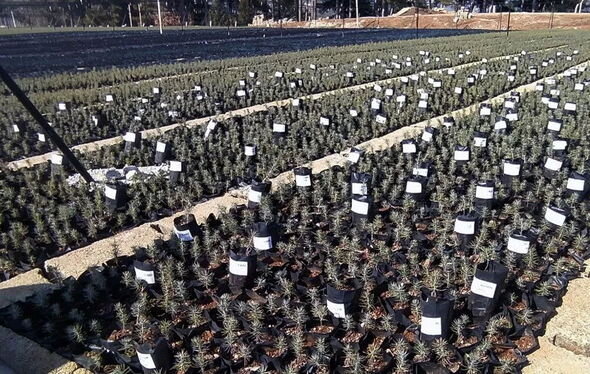 Zəlzələdə həyatını itirənlərin adları fidanlarda yaşadılacaq - FOTO