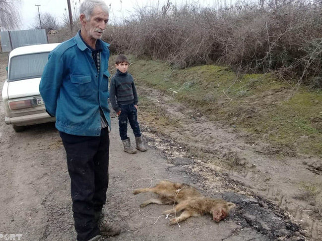 Çaqqal kəndliyə hücum edib barmağını qopardı - Azərbaycanda - FOTOLAR