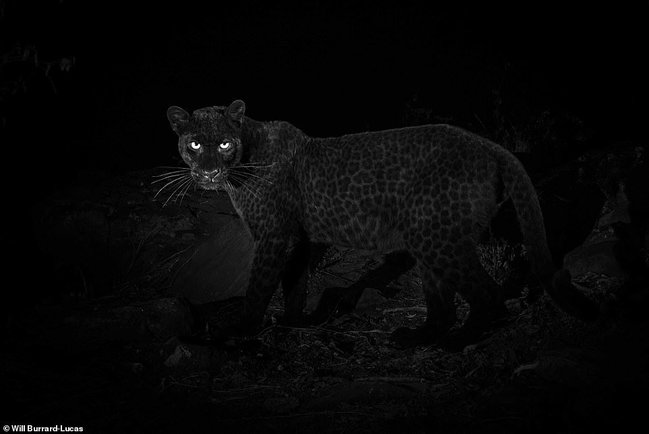 100 ildən sonra bir ilk — Qara leopardın fotoları yayıldı