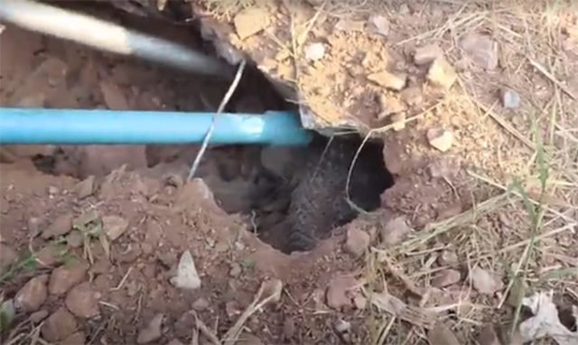 Həyətdən qəribə səslər gəldi - Baxın nə ilə qarşılaşdılar?/ FOTOLAR