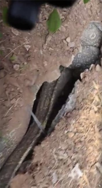 Həyətdən qəribə səslər gəldi - Baxın nə ilə qarşılaşdılar?/ FOTOLAR