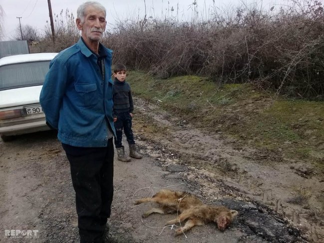 Çaqqal kəndliyə hücum edib barmağını qopardı - Azərbaycanda - FOTOLAR
