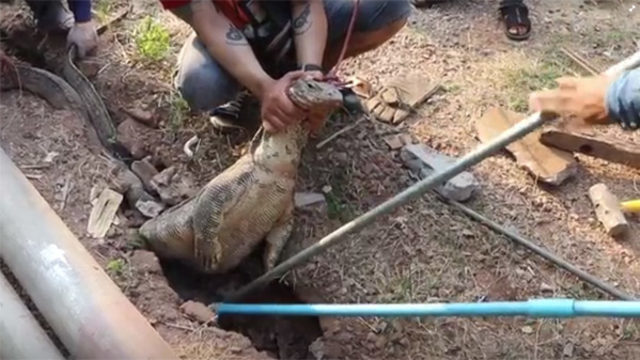 Həyətdən qəribə səslər gəldi - Baxın nə ilə qarşılaşdılar?/ FOTOLAR